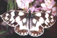 Schachbrettschmetterling